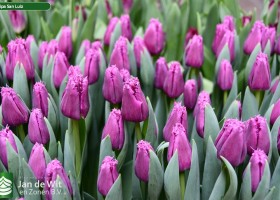 Tulipa San Luiz ® (2)